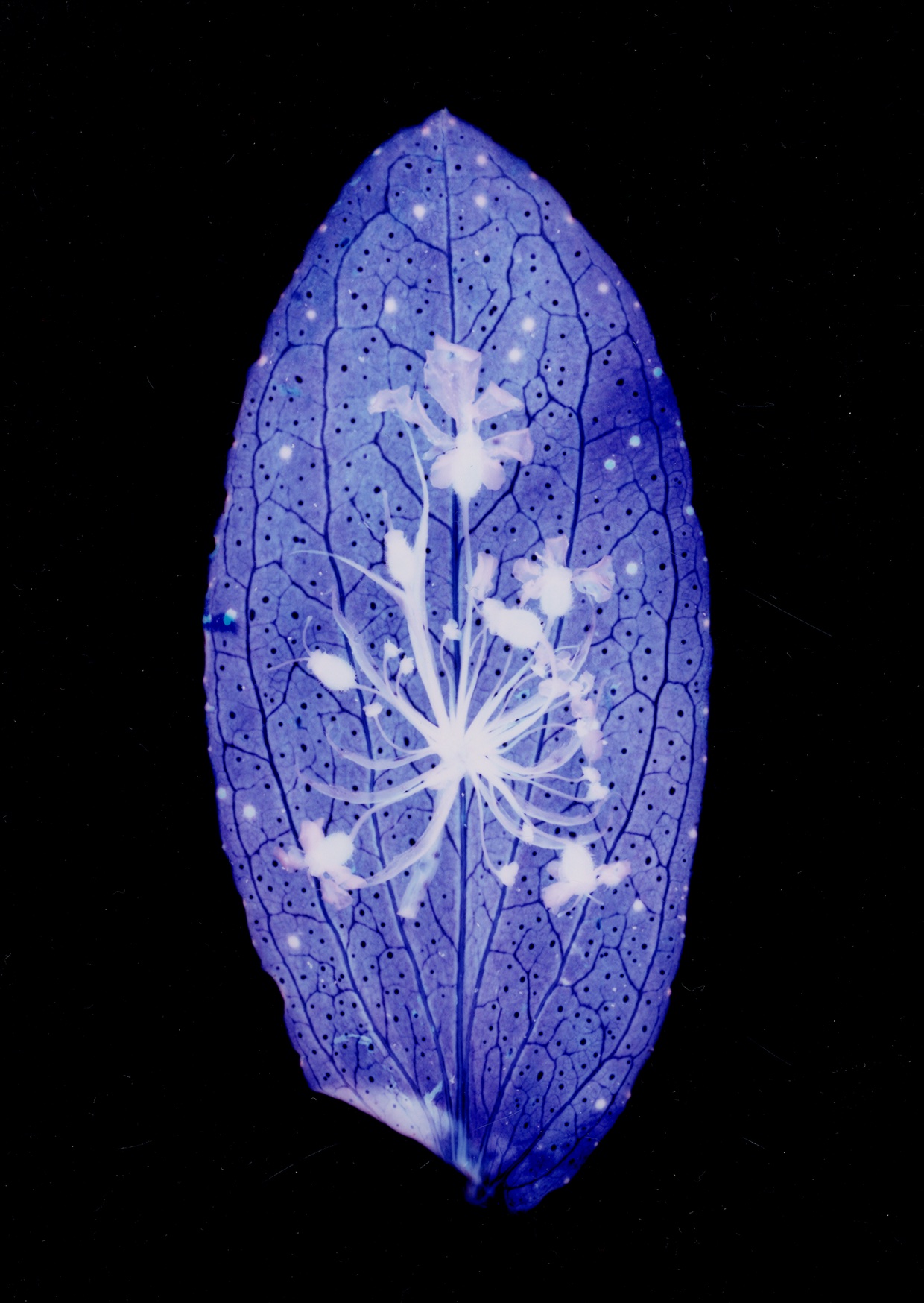 Call for Papers “The Aesthetics of Esoteric Practices:  Materialities, Performances, Senses”